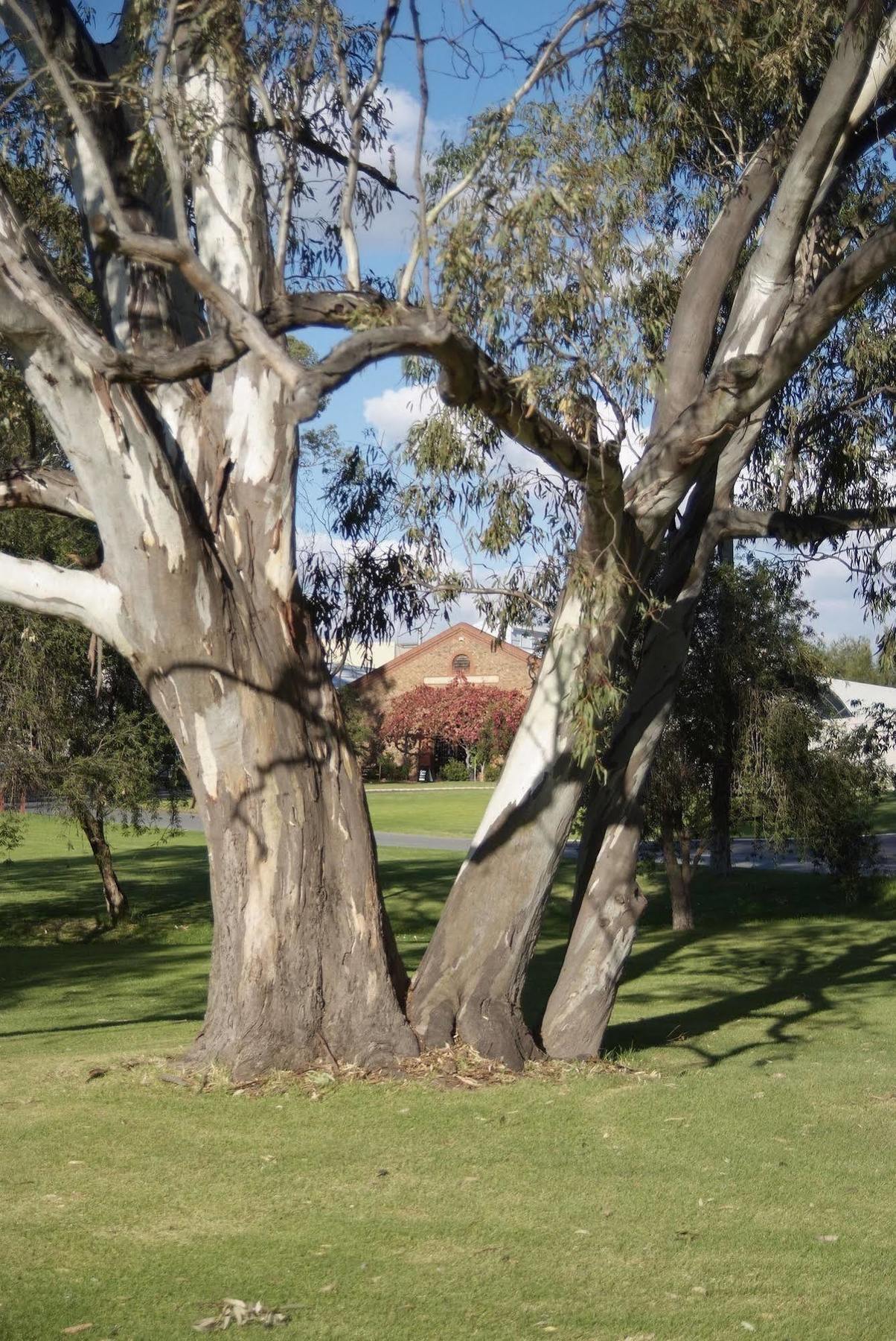 Serafino Mclaren Vale Bagian luar foto